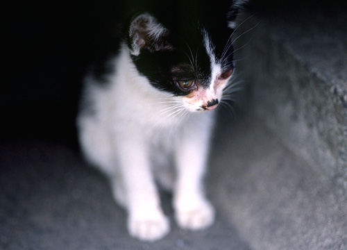 �q�L�̉摜