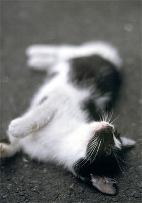 �q�L�̉摜