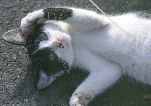 �q�L�̉摜