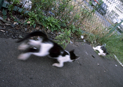 �q�L�̉摜
