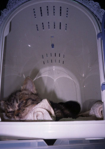 3ڂ̉摜