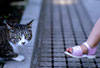江ノ島の野良猫画像6