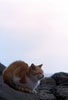 江ノ島の野良猫画像7