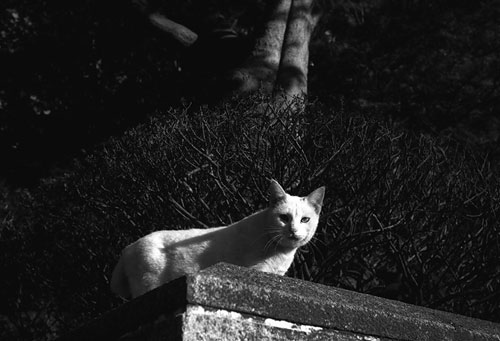 フランス山公園の野良猫4