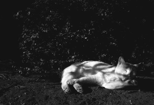 フランス山公園の野良猫6
