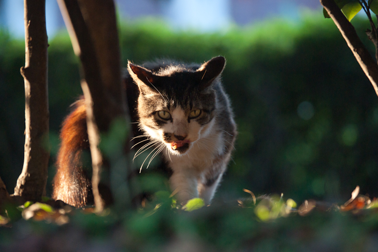 沖縄タウン猫画像2
