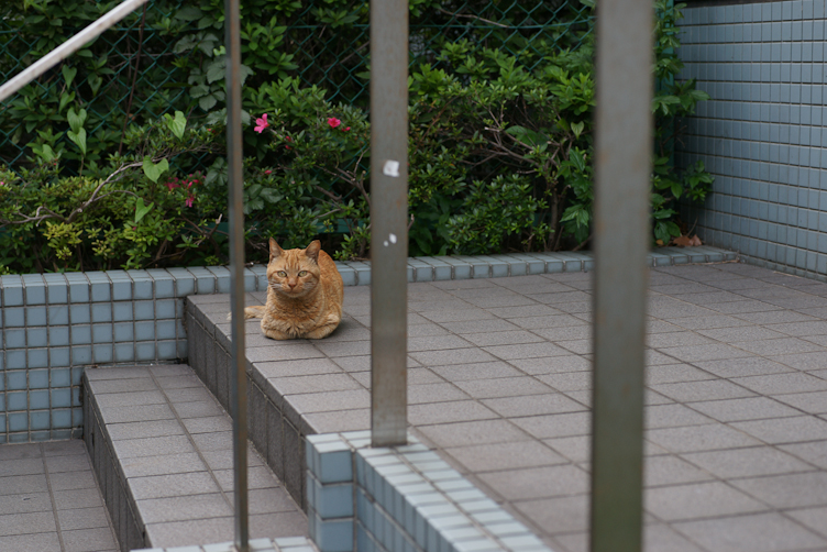 横浜桜木町猫画像